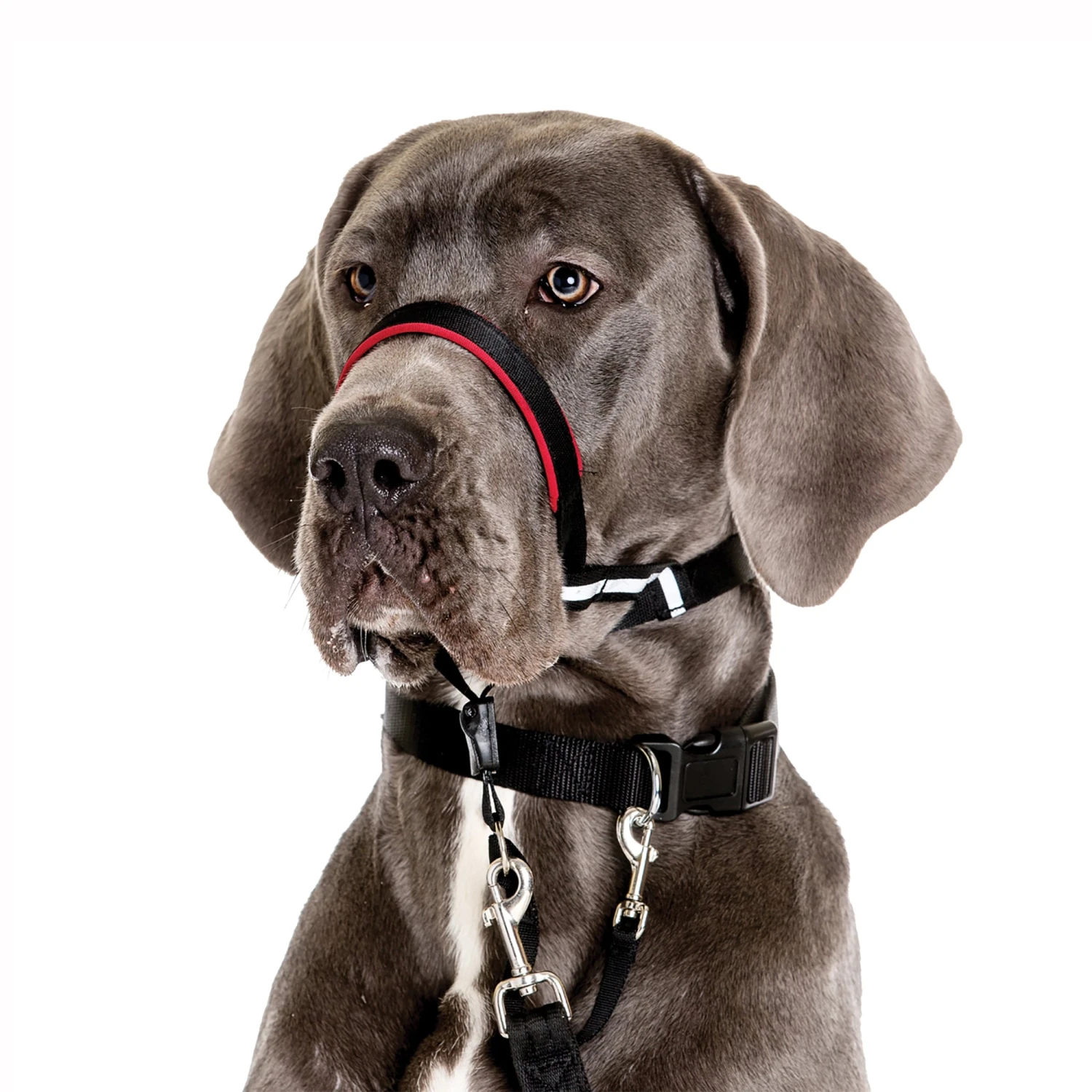 Company Of Animals Halti Optifit Dog Headcollar Large 6 Company Of Animals Halti Optifit Dog Headcollar Large - Image 4